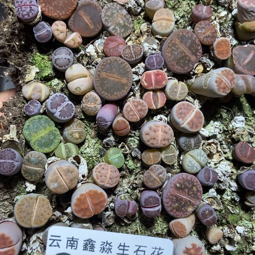 【闪购商品】3925混合切糕
