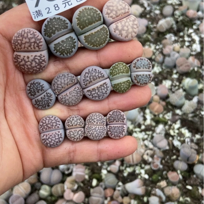 【闪购商品】脆***鸭9860十三颗有疤