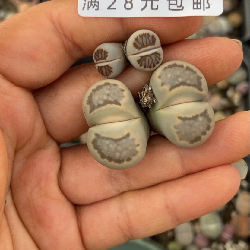 【闪购商品】1376两颗特