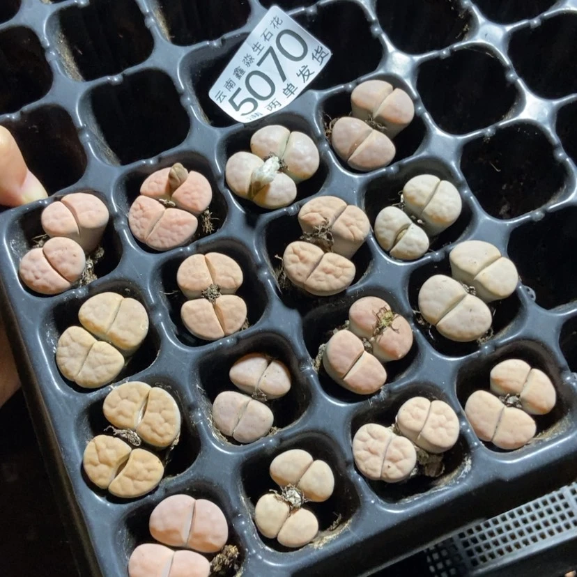 【闪购商品】5070特价4个美熏母本量拍