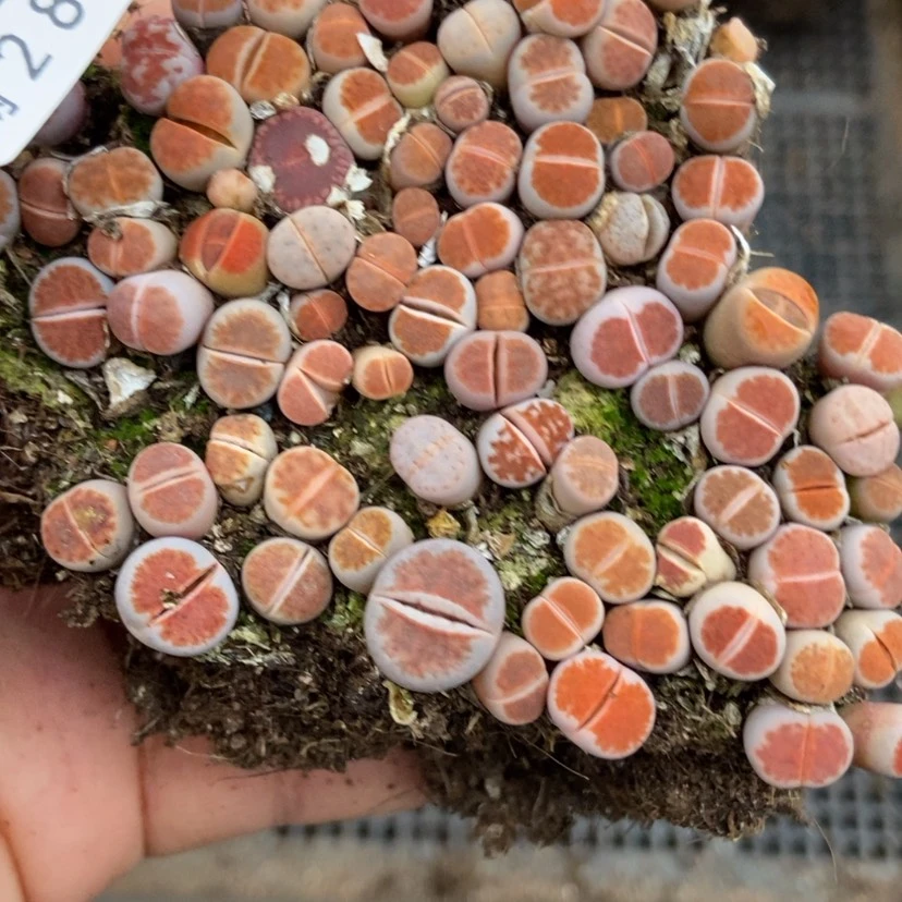 【闪购商品】278红窗切糕