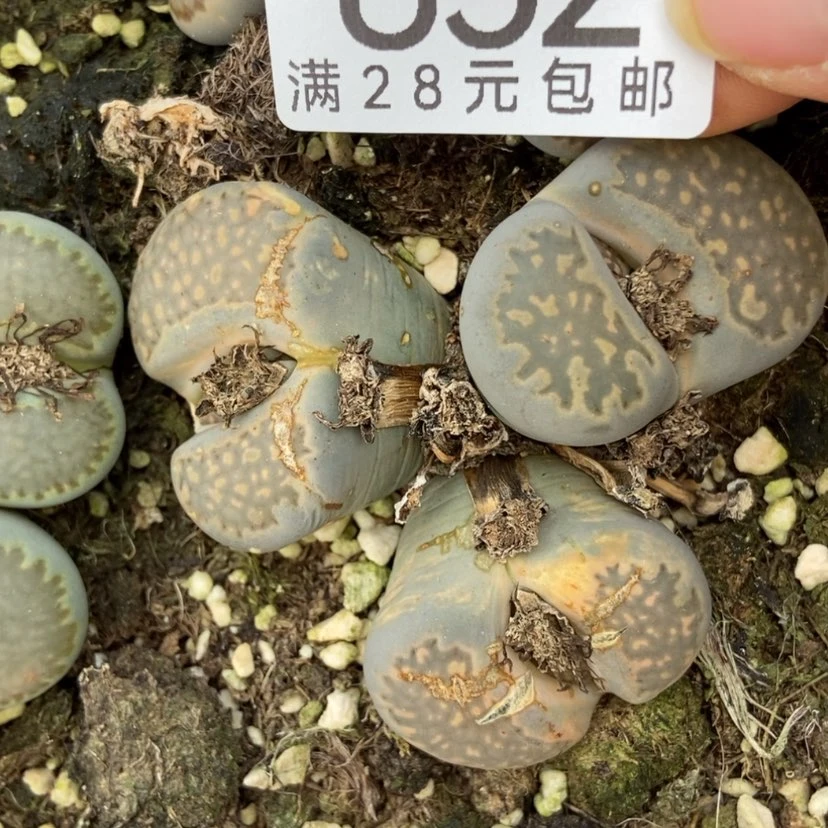 【闪购商品】L****?852一颗