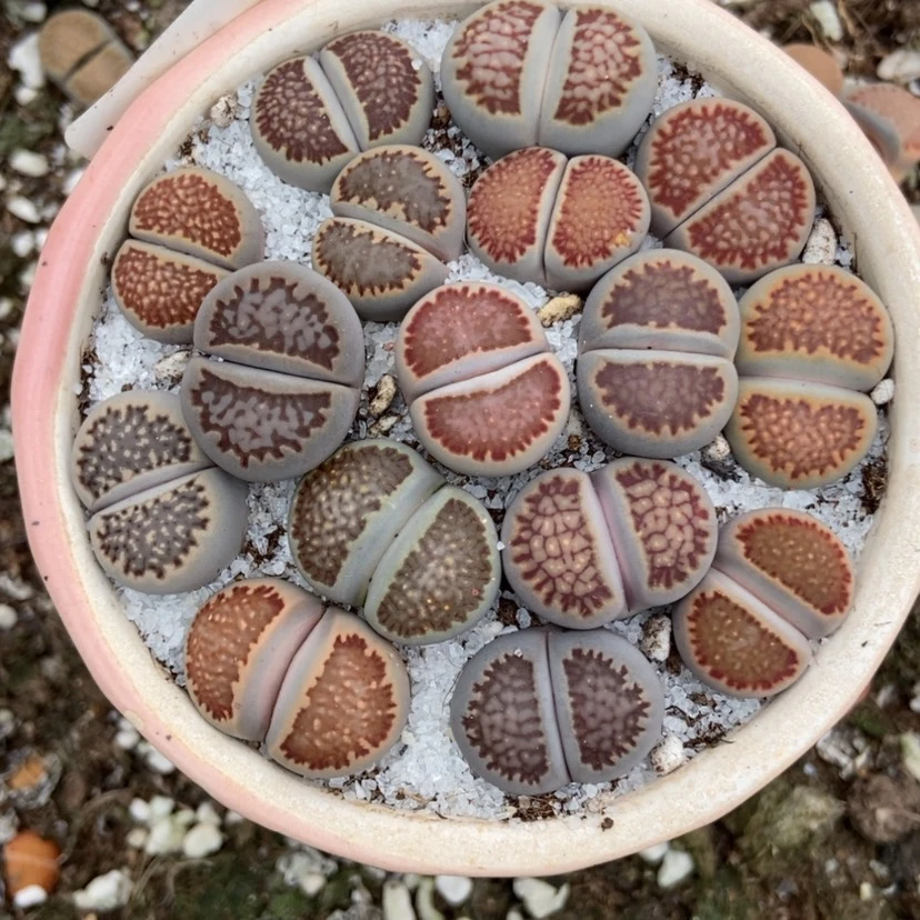 【闪购商品】4268量拍大观玉16颗1.5-2公分