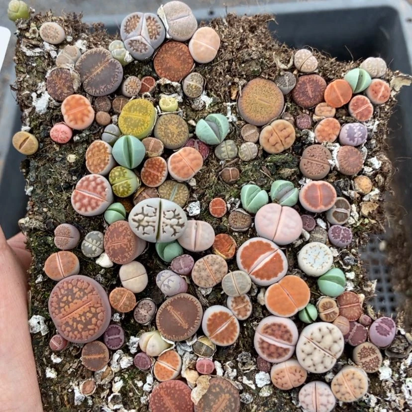 【闪购商品】757混合切糕