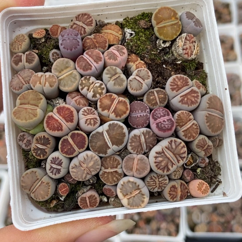 【闪购商品】2161一盒菊