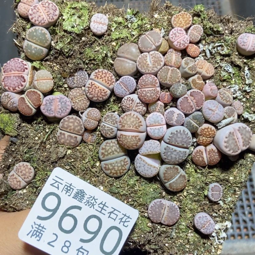 【闪购商品】9690寿丽切糕