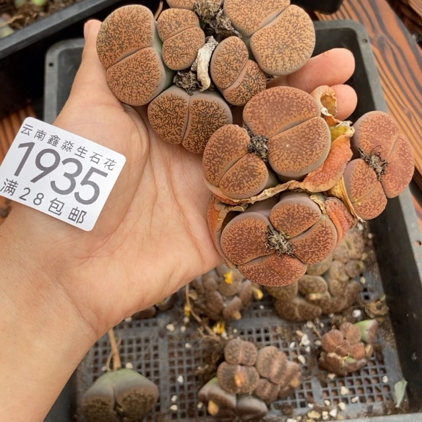【闪购商品】?***n1935特价2个大型群