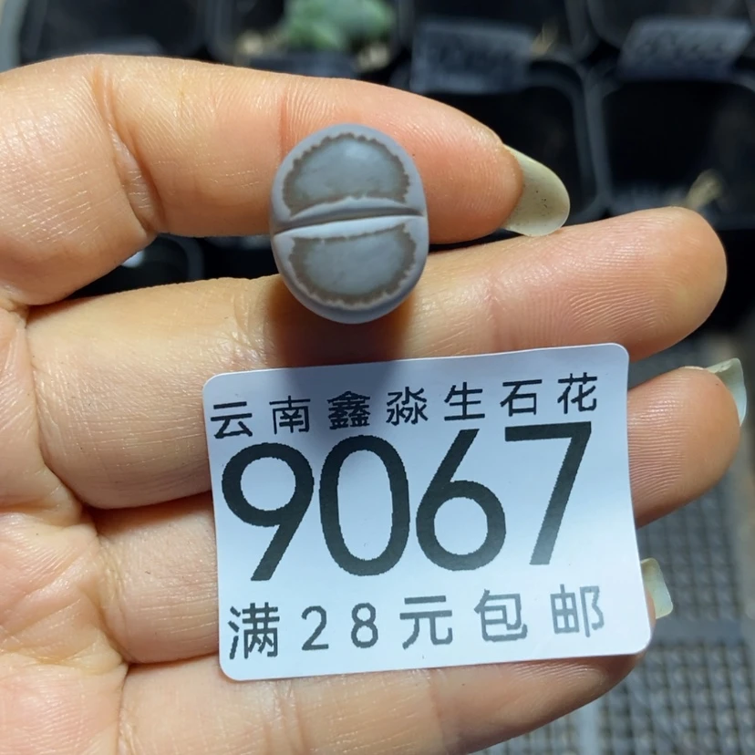 【闪购商品】9067一颗