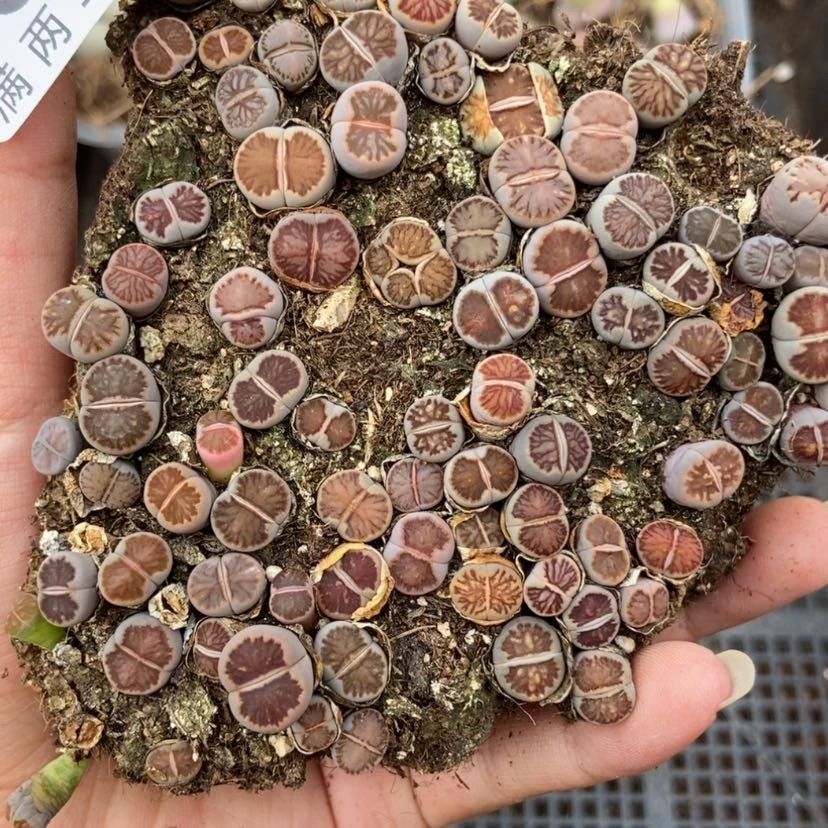 【闪购商品】3390菊切糕