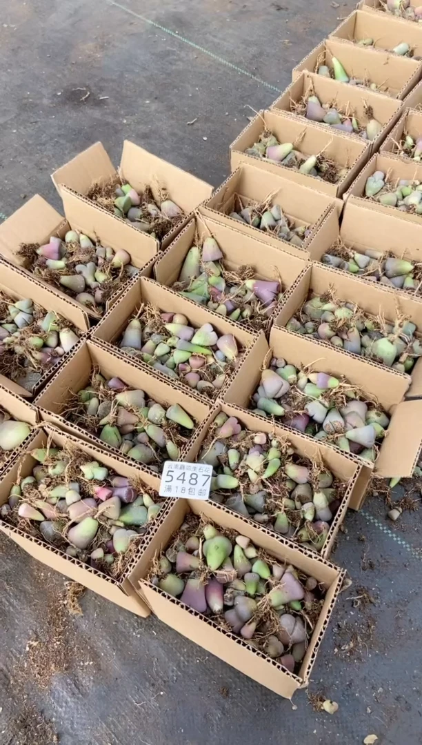 【闪购商品】5487散装混合有疤瑕疵长腿发货一箱量拍