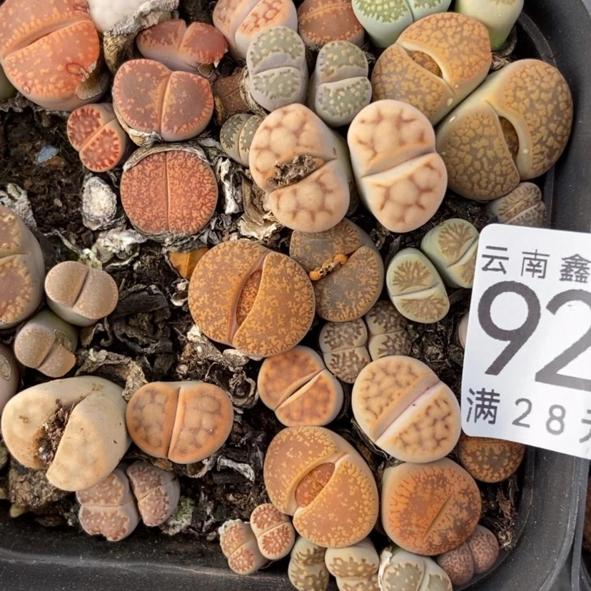 【闪购商品】9212两盒特