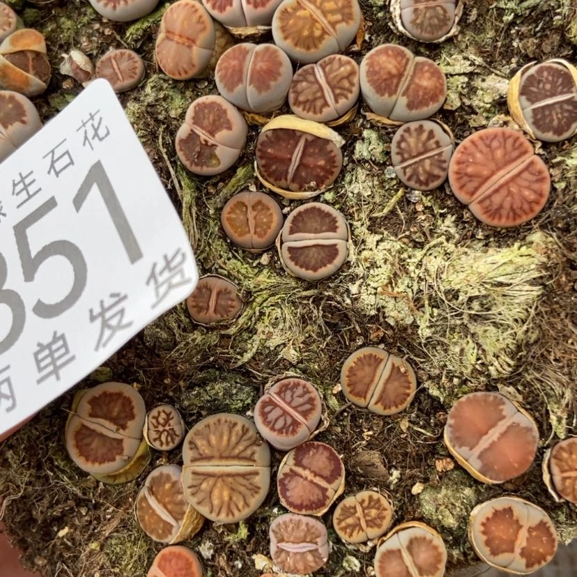 【闪购商品】2351菊切糕