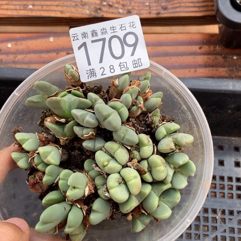 【闪购商品】1709特价1盒上将群切糕
