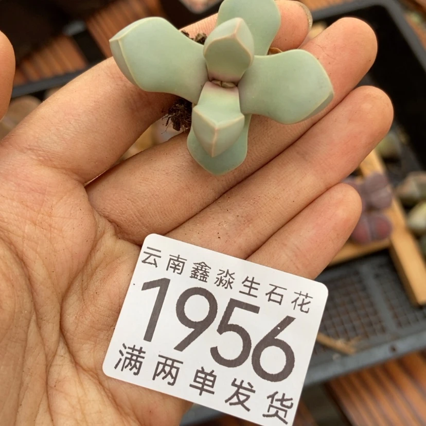 【闪购商品】原****！1956特价1个魔玉