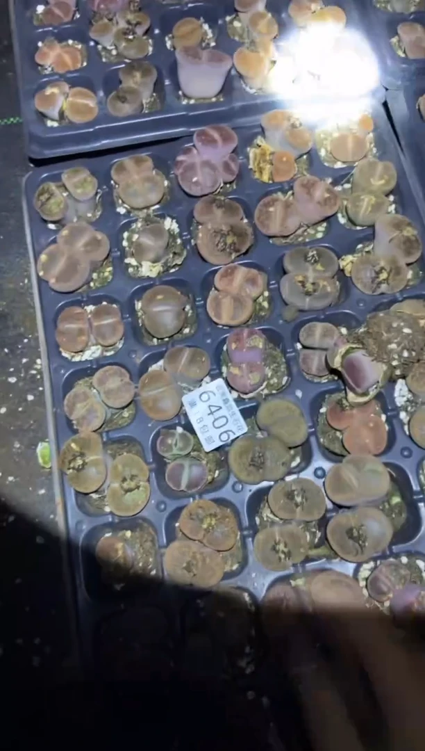 【闪购商品】6406日轮玉发6颗有疤瑕疵量拍不售后