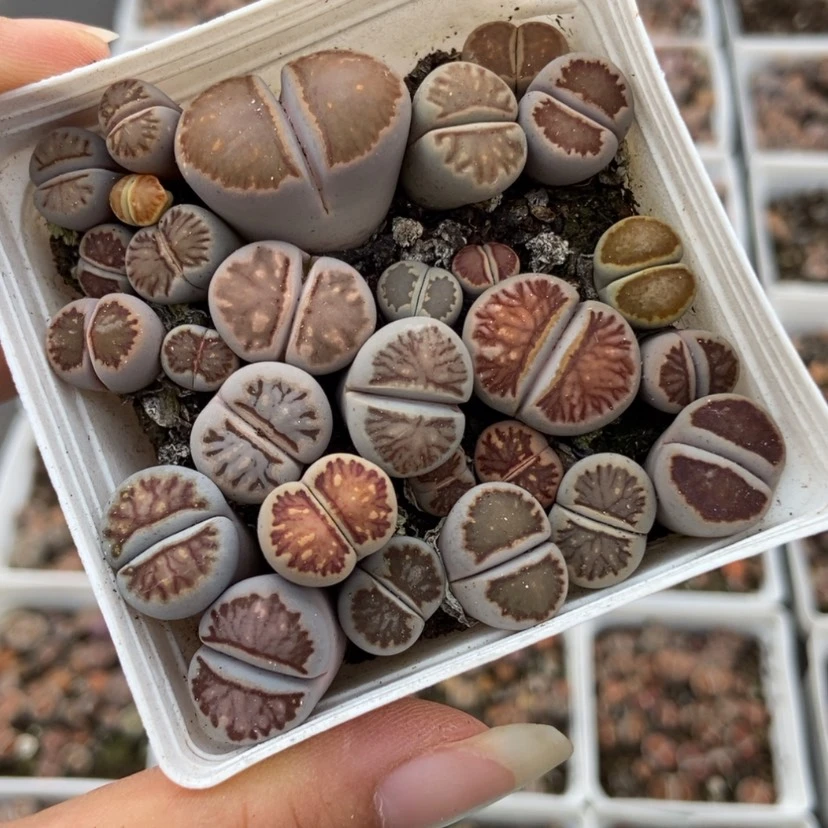 【闪购商品】2158一盒菊
