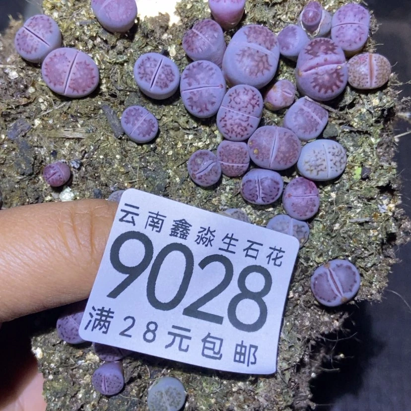 【闪购商品】9028紫混切糕