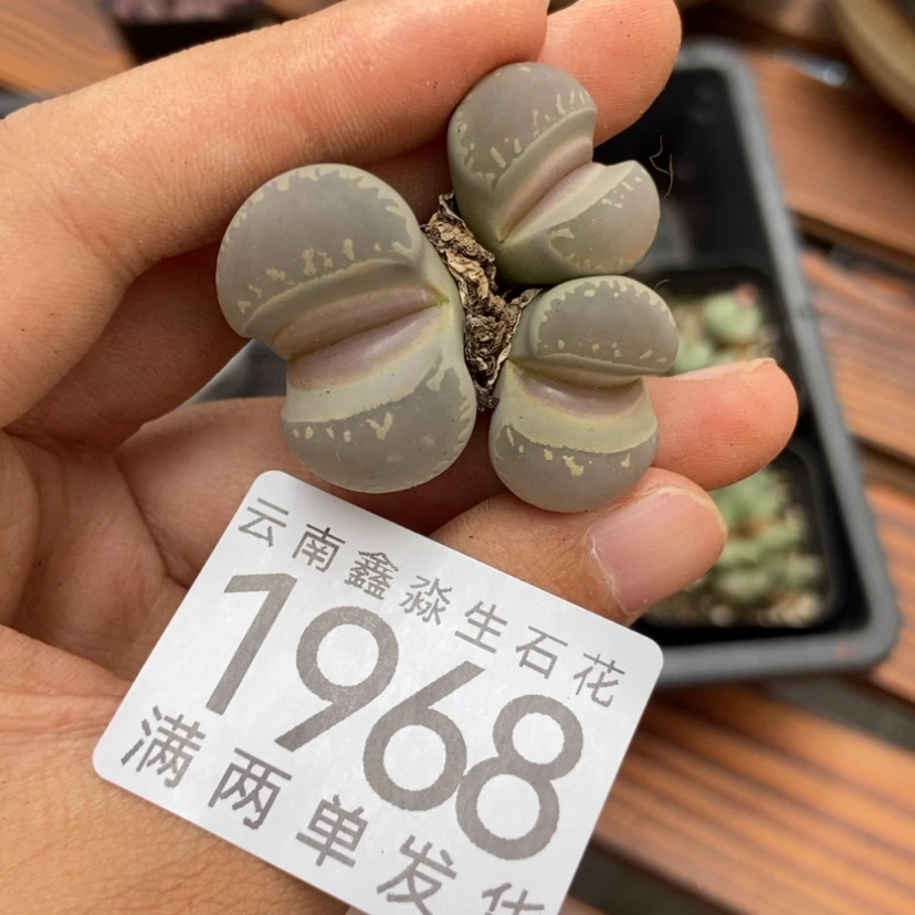 【闪购商品】?****y1968特价1个三头群嘟嘟嘴