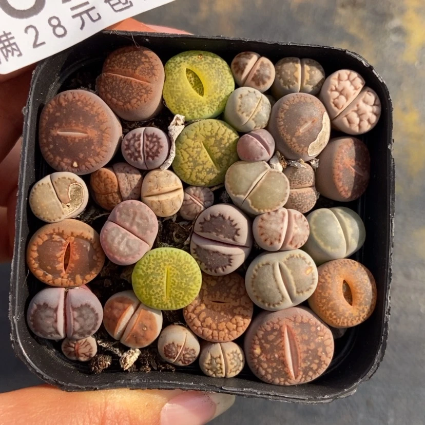 【闪购商品】870一盒