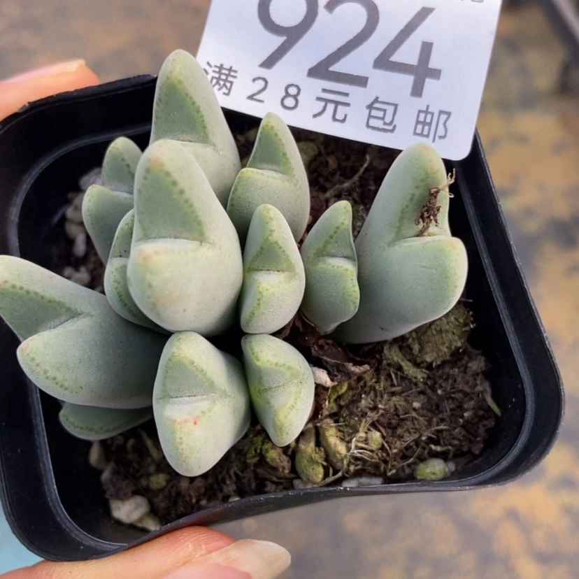 【闪购商品】倪*924一盒