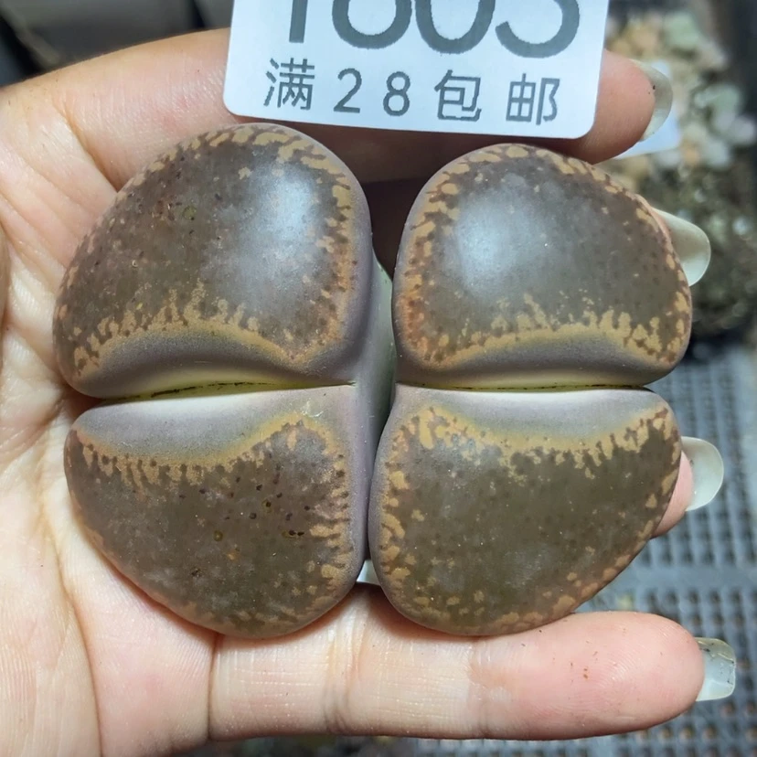 【闪购商品】1803一颗日轮