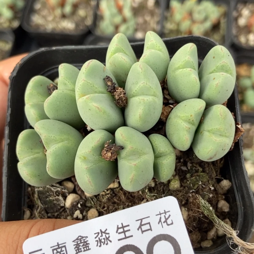 【闪购商品】3309一盒少将