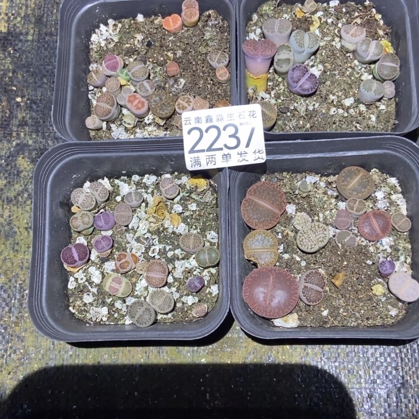 【闪购商品】2237特价4盒脱土有疤长腿个头小