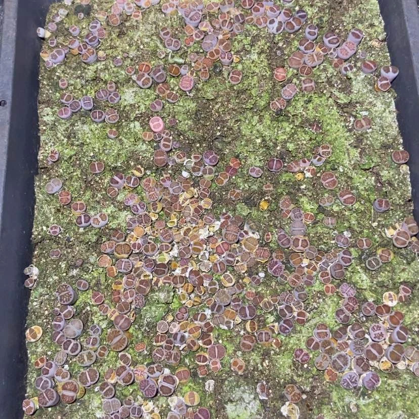 【闪购商品】2244特价菊只带土有疤个头小