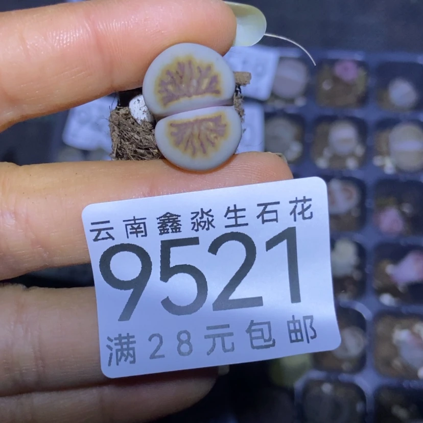 【闪购商品】9521一颗