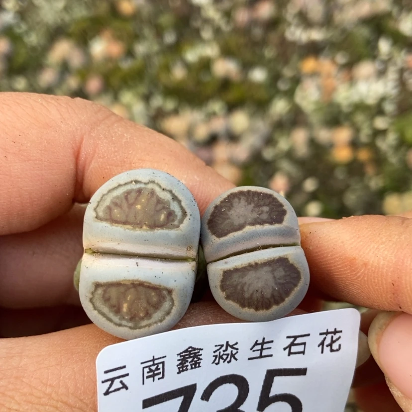 【闪购商品】735两颗