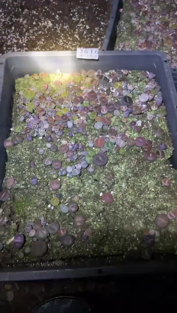 【闪购商品】3616混合一筐带土不带盆有瑕疵