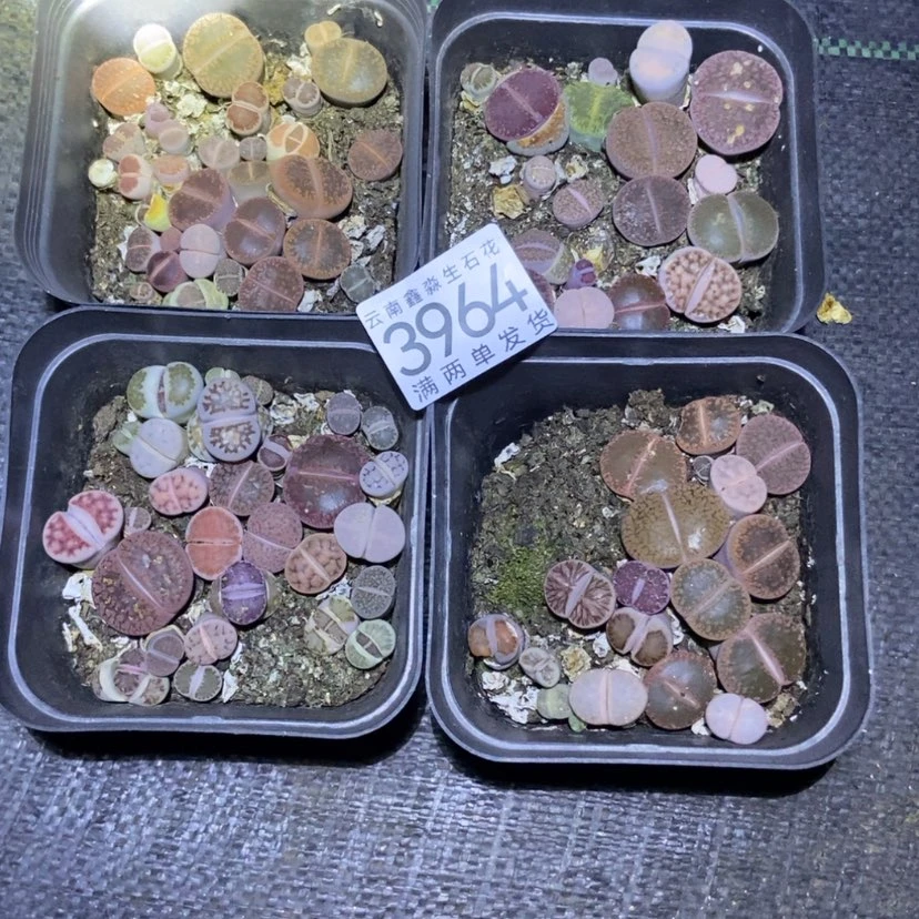 【闪购商品】3964特价发两盒混合稀量拍