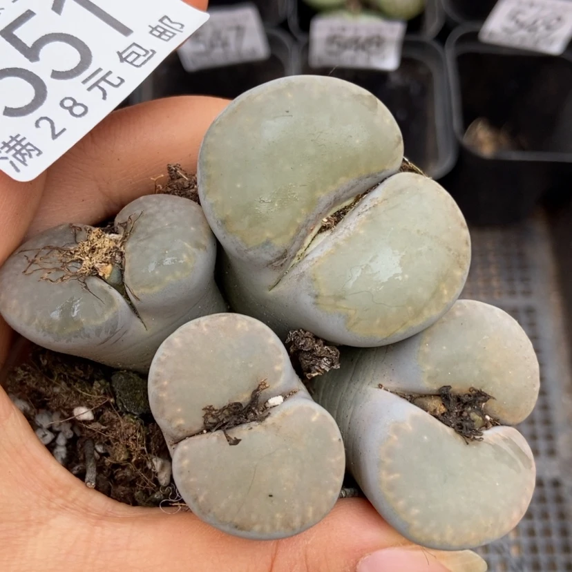 【闪购商品】551一颗