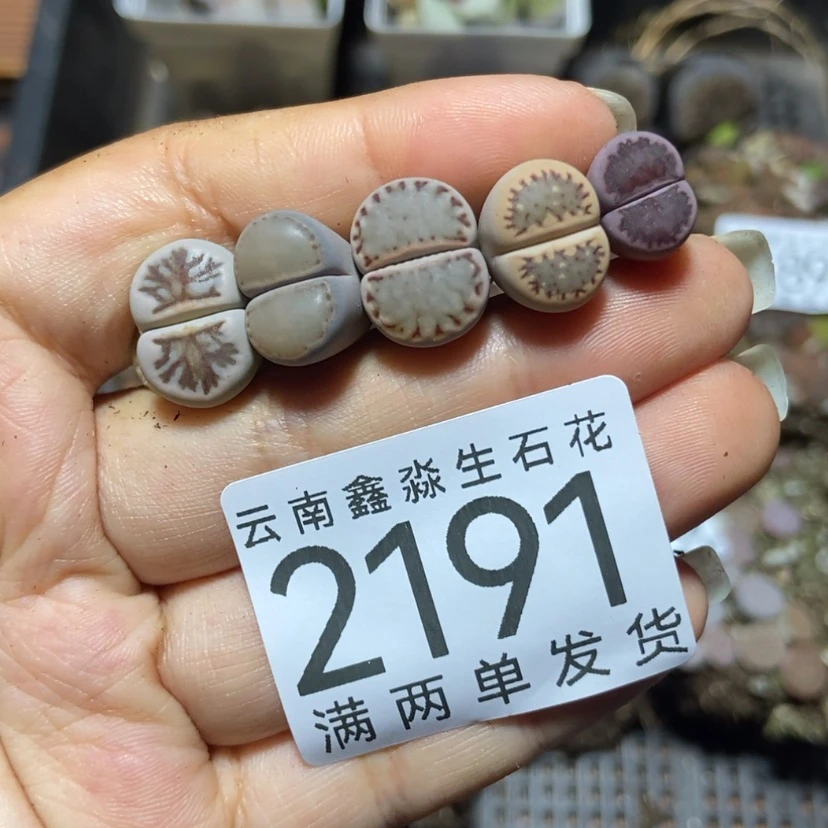 【闪购商品】2191五颗