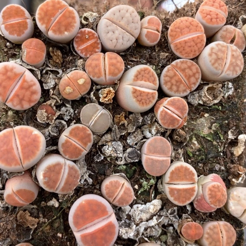 【闪购商品】5328红窗切糕