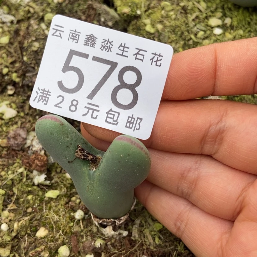 【闪购商品】冇*喵578一颗