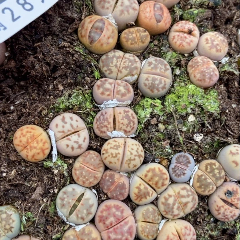 【闪购商品】303丽虹切糕