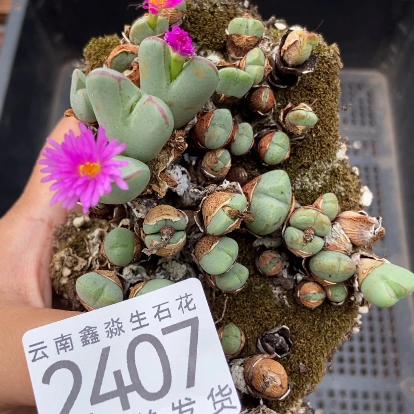 【闪购商品】2407少将切糕