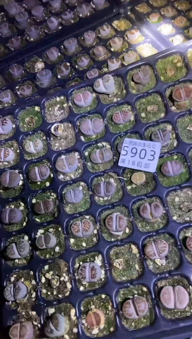 【闪购商品】5903特价单头菊6颗微瑕量拍
