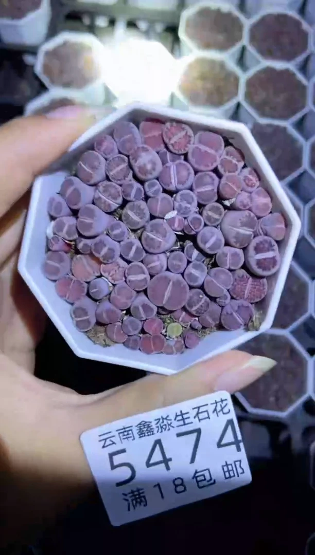 【闪购商品】5474紫色1盒微瑕