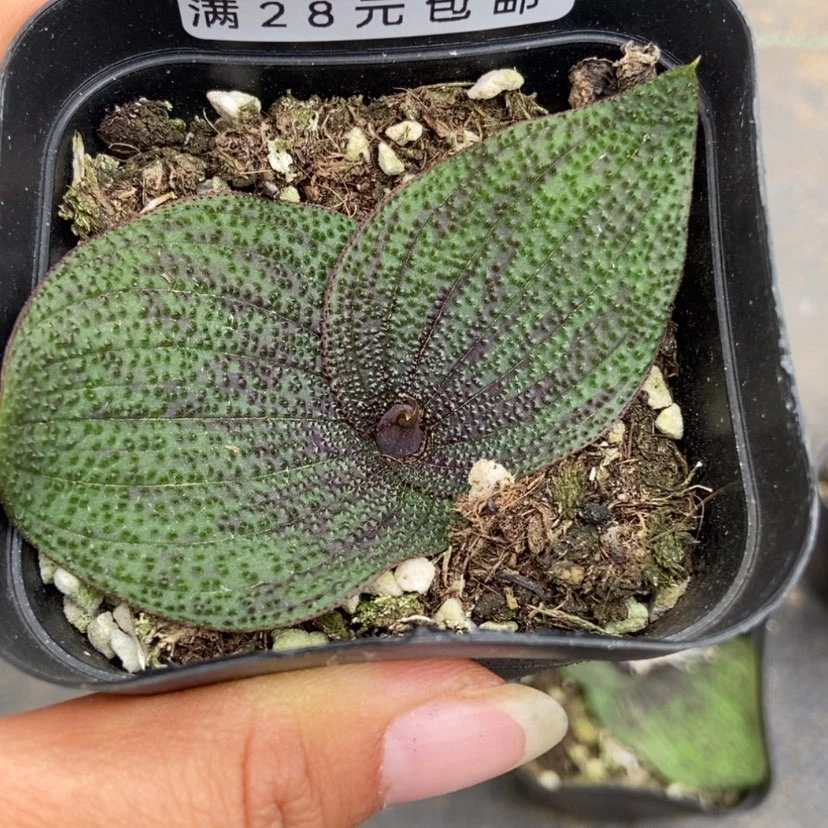 【闪购商品】9103一盒
