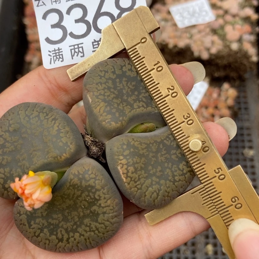【闪购商品】3368一颗日轮