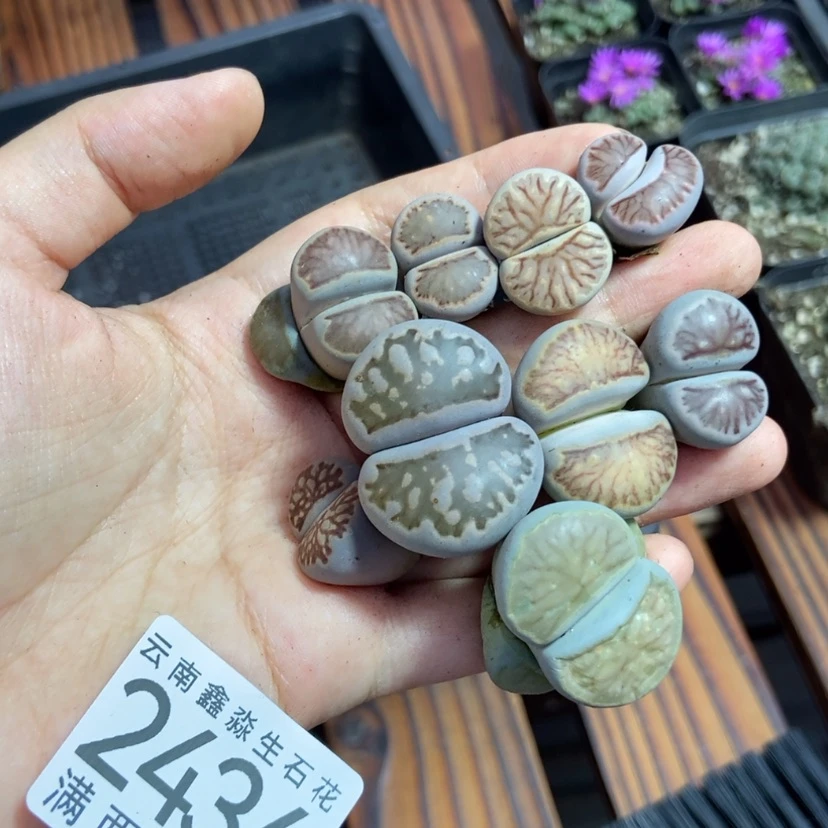 【闪购商品】2434特价9个菊微瑕