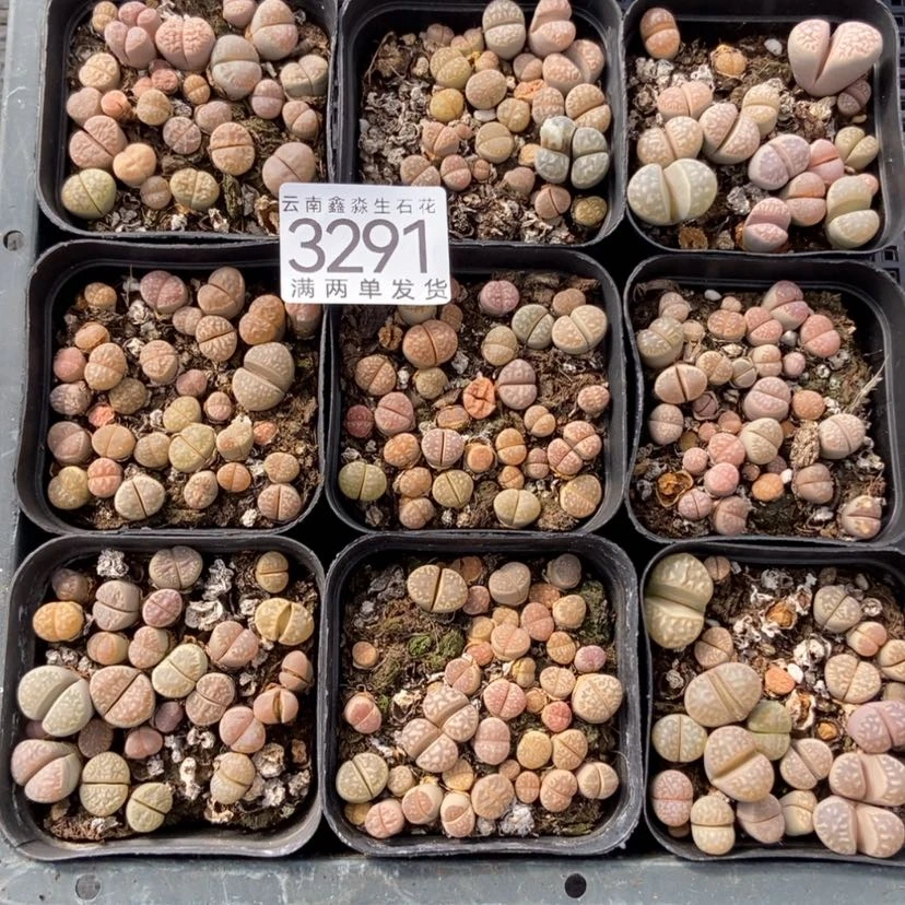 【闪购商品】3291特价发3盒茧型玉量拍有疤