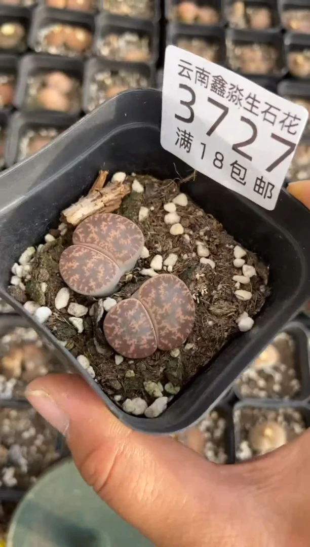 【闪购商品】3727一盒紫勋