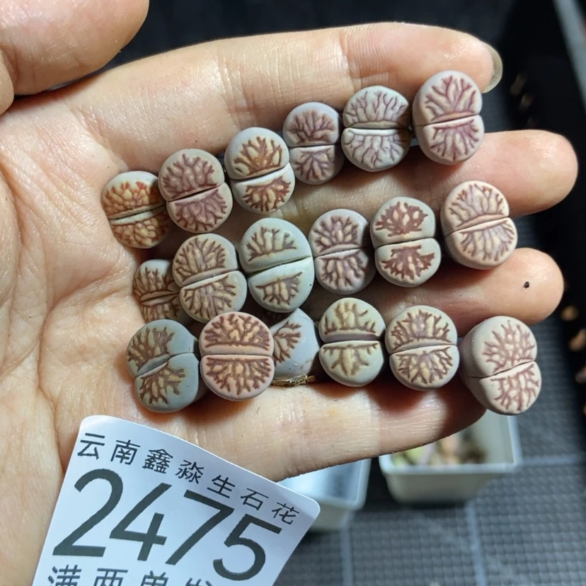 【闪购商品】2475特价12个菊化石量拍