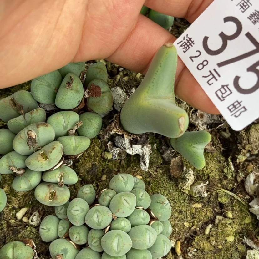 【闪购商品】冇*喵375一颗