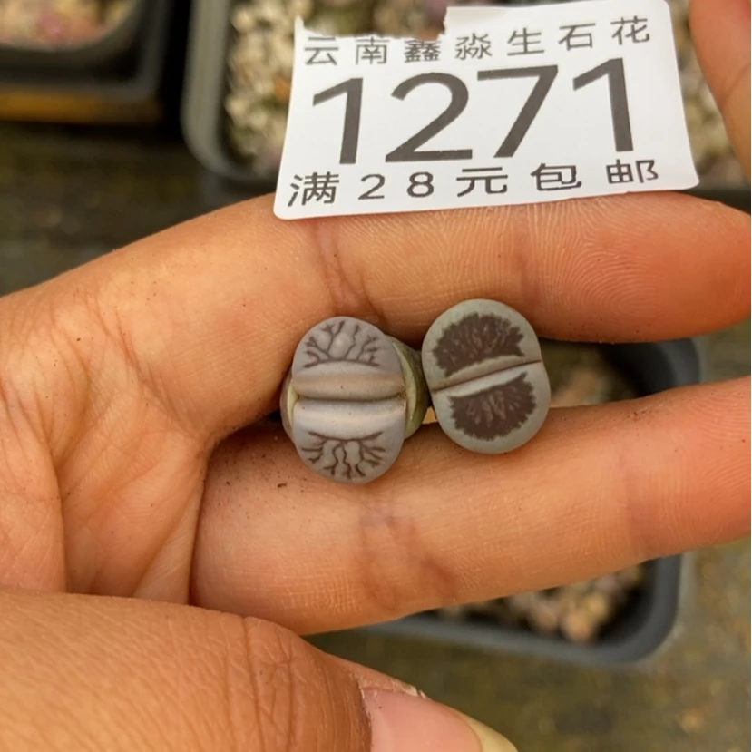 【闪购商品】兜****的1271一盒加一盒散颗
