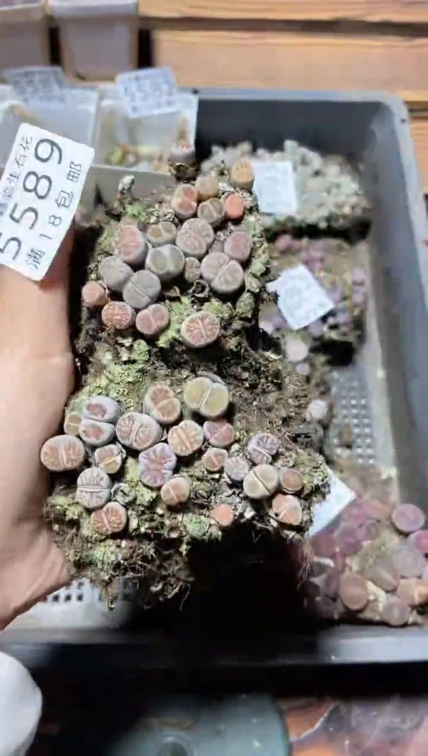 【闪购商品】5589菊切糕微瑕