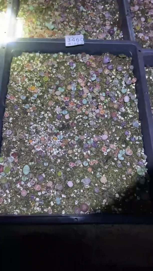 【闪购商品】3460混合一筐带土不带盆有瑕疵